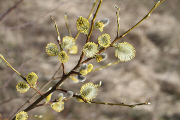 Blossoming buds on pussy willow against dry grass background. Closeup. Sunny spring day © Owl_photographer