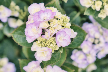 ピンクとクリーム色の可憐なアジサイの花