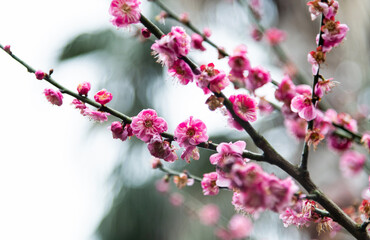 Fototapeta na wymiar Plum blossoms blossom on the tree