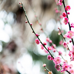 Plum blossoms blossom on the tree