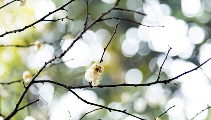 White wintersweet blossom on the tree