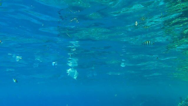 A lot of plastic trash floating in the surface of blue water, along swim colored tropical fish. Underwater shot, Plastic pollution of the Ocean. Massive plastic pollution in the Red Sea (4K - 60fps)