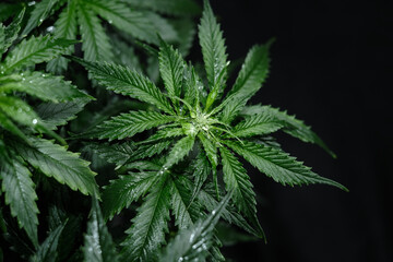 Fototapeta na wymiar Cannabis CBD plant on black background. Layout of fresh wet marijuana leaves, watering bush, top view. Hemp recreation, legalization concept.