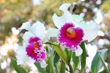 Obraz na płótnie Canvas Beautiful two pink and white Cattleya orchid, soft focus with blurred green leaves background. Nature concept.