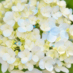 水色とクリーム色がとても優しい紫陽花のアップ