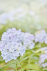 パステルカラーの紫陽花が綺麗