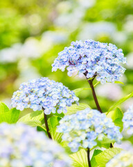カラフルな可愛らしい紫陽花のアップ｜縦位置
