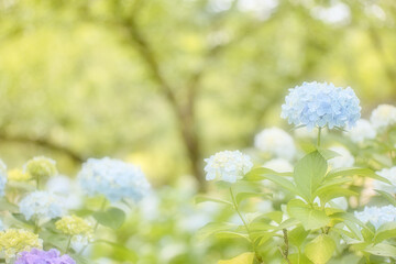 ふんわり明るい紫陽花の森