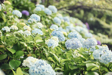 夕日に照らされる水色の紫陽花が美しい