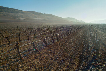Paisaje de viñedos de la Ribera del Duero en invierno. Castilla y León, España