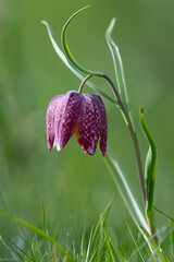 Pendulous flower of the snakehead fritillary
