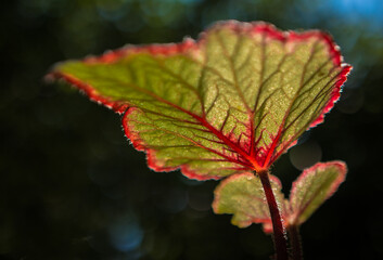 Makroaufnahme eines Begonienblattes im Gegenlicht