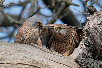 Male and female kestrels