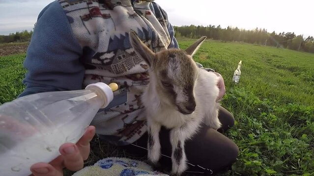 Young Ukrainian farmer feeds baby goat animal from bottle with pacifier with milk
