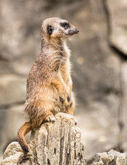 Erdmännchen aufrecht seitlich im Portrait