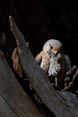 Male kestrel eating a vole