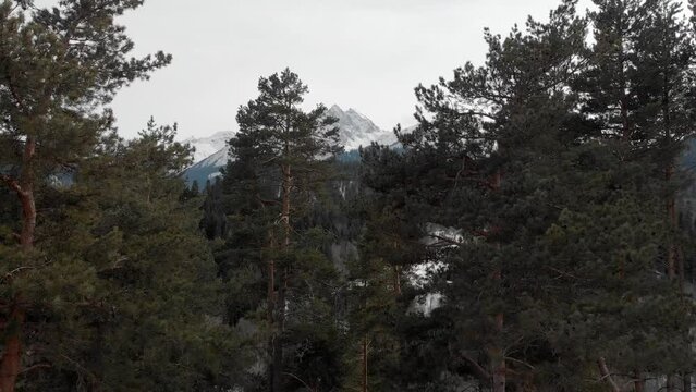 Mountain revealed behind fir tree forest with snow covered white winter landscape. Drone footage, winter nature beautiful aerial view pine forest mountain.