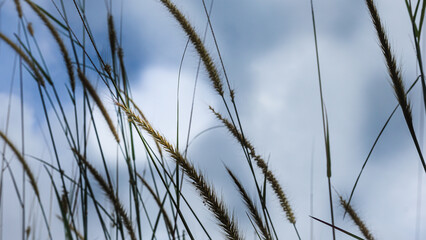 Obraz premium grass and sky