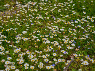 Fototapeta premium beautiful daisies in the nature