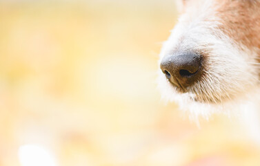 Background with dog nose sniffing something