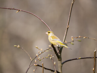 Greenfinch perched on a Branch