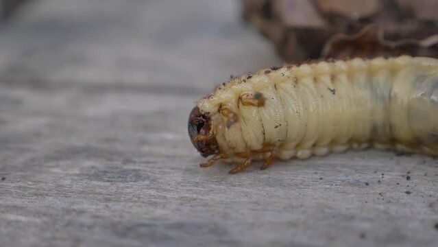 Cockchafer larva, beetle, insect pest/Larve de hanneton, coleopt&egrave;re, insecte nuisible