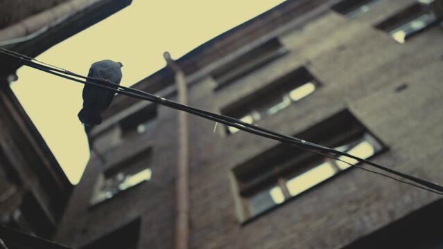 Kharkov courtyards. A well of houses, circular shooting. Pigeon on electric wires. Overcast weather.