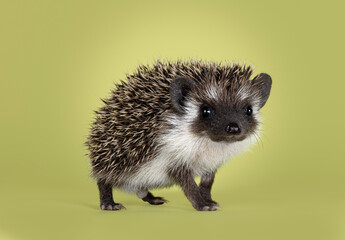 Cute little hedgehog baby. Isolated on a green background. Standing high on legs and looking towards camera.