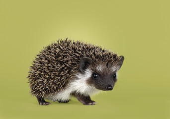 Cute little hedgehog baby. Isolated on a green background. Walking side ways and looking towards camera.