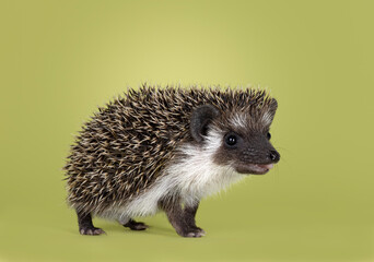 Cute little hedgehog baby. Isolated on a green background. Standing side ways with mouth open showing tongue.