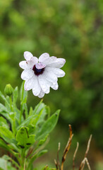 Natural white daisy with green blur background, flowers photography