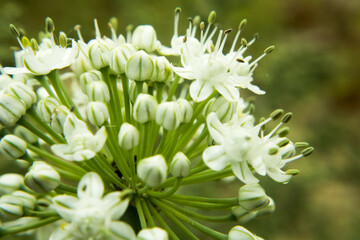 Fototapeta premium Beautiful Onion Flower in a farm