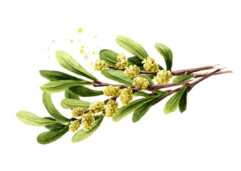 Bog myrtle branch, medicinal  plant. Hand drawn watercolor illustration  isolated on white background - obrazy, fototapety, plakaty