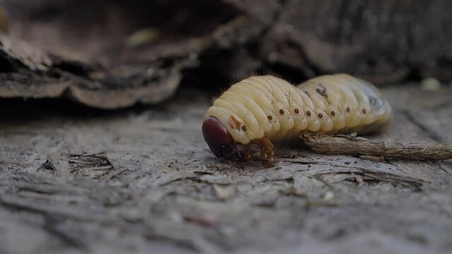 Cockchafer larva, beetle, insect pest/Larve de hanneton, coleopt&egrave;re, insecte nuisible