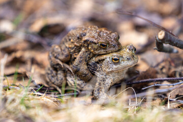 Close up on Frogs, in the Scottish Highlands