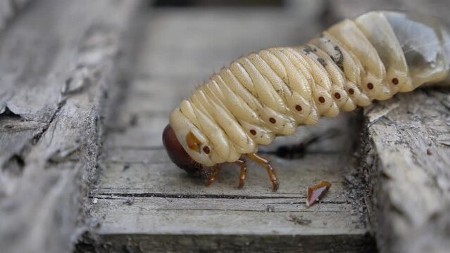 Cockchafer larva, beetle, insect pest/Larve de hanneton, coleopt&egrave;re, insecte nuisible