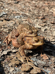 Toads Migration
