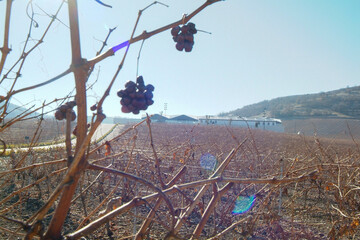 Paisaje de viñedos de la Ribera del Duero en invierno. Castilla y León, España