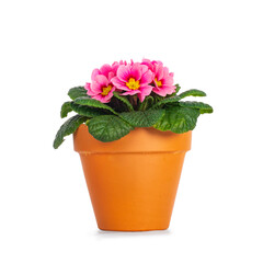 Naklejka na ściany i meble Side view of blooming pink Primula Vulgaris plant in terracotta pot. Isolated on a white background.