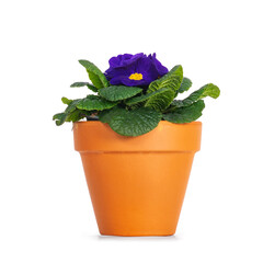 Fototapeta premium Side view of blooming blue purple Primula Vulgaris plant in terracotta pot. Isolated on a white background.
