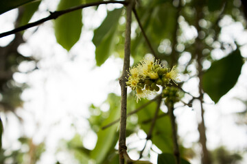 Jamun or Malabar palm Flower in the plant