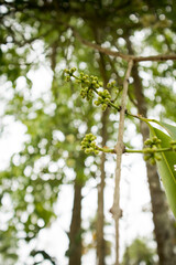 Jamun or Malabar palm Flower in the plant