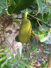 JACK FRUIT IN THE VILLAGE GARDEN