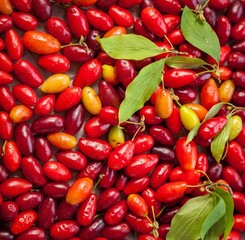 Dogwood fruits. Harvest of red berries. Leaf and berry dogwood. Useful berry food background