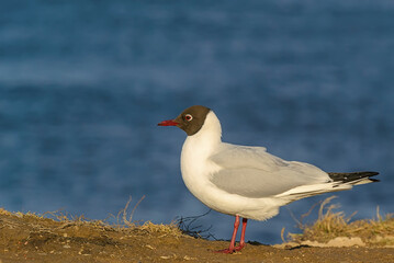 River gulls on the banks of the river on a sunny windy day.