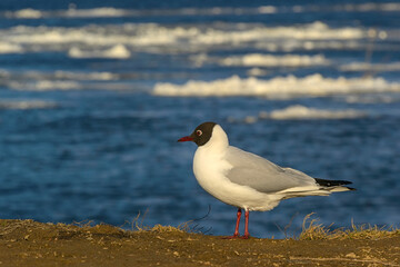 River gulls on the banks of the river on a sunny windy day.