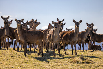 Naklejka na ściany i meble Herd of Red Deer in the Scottish Highlands