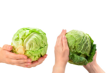 Green cabbage isolated on white background. In woman hands.