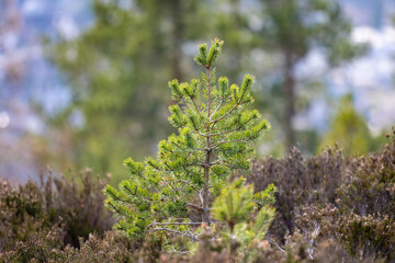 Pine Tree in the Scottish Highlands - 495894108