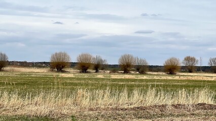 landscape with trees